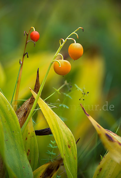 Maiglöckchen (Convallaria majalis)