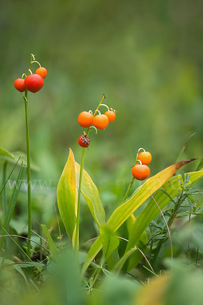 Maiglöckchen (Convallaria majalis)