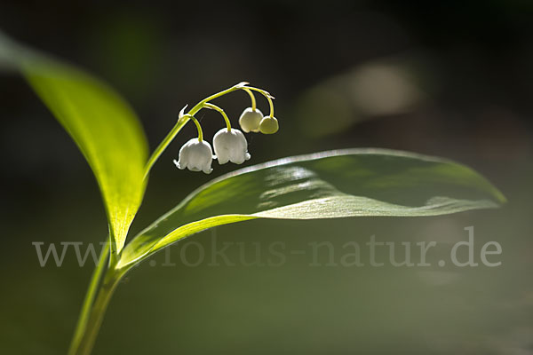 Maiglöckchen (Convallaria majalis)