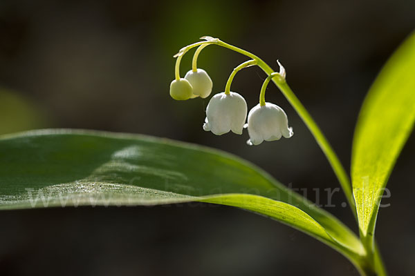 Maiglöckchen (Convallaria majalis)