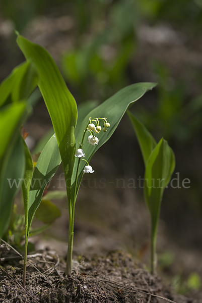 Maiglöckchen (Convallaria majalis)