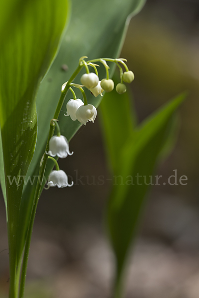 Maiglöckchen (Convallaria majalis)