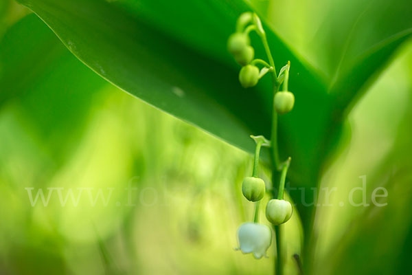 Maiglöckchen (Convallaria majalis)