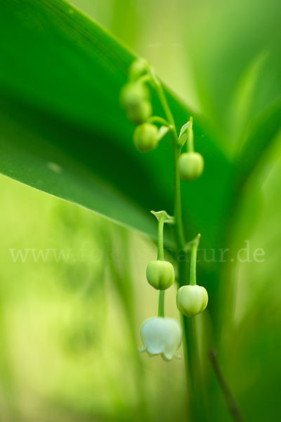 Maiglöckchen (Convallaria majalis)