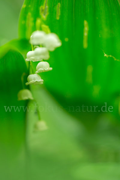 Maiglöckchen (Convallaria majalis)