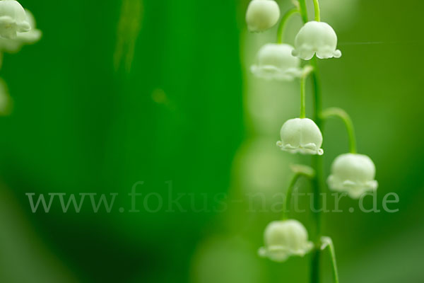 Maiglöckchen (Convallaria majalis)