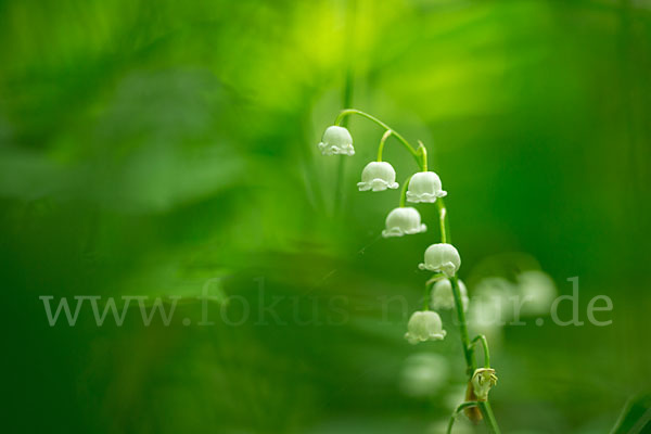 Maiglöckchen (Convallaria majalis)