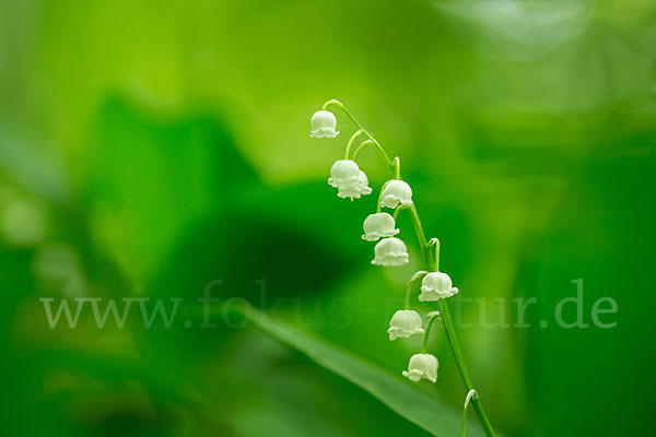 Maiglöckchen (Convallaria majalis)