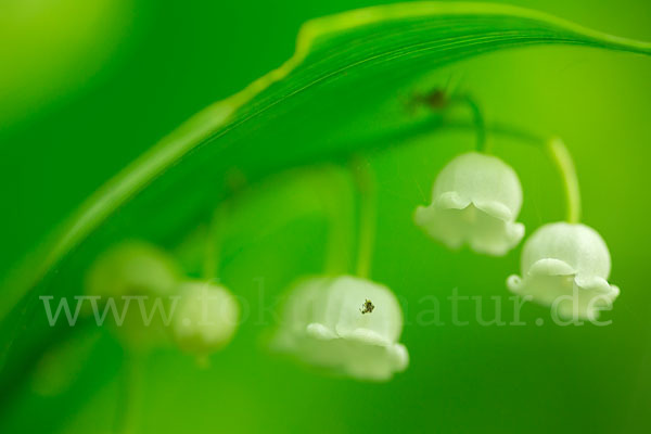 Maiglöckchen (Convallaria majalis)