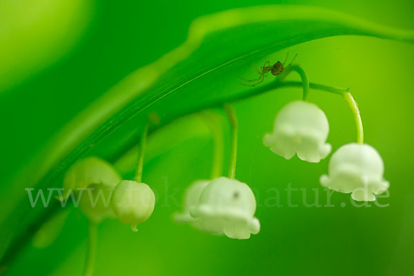 Maiglöckchen (Convallaria majalis)