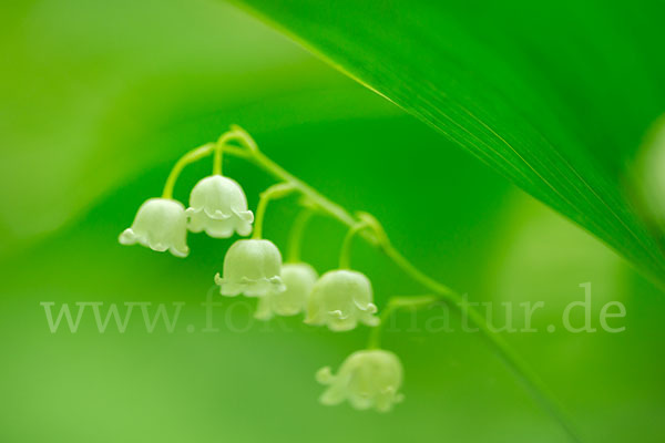 Maiglöckchen (Convallaria majalis)