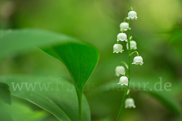 Maiglöckchen (Convallaria majalis)