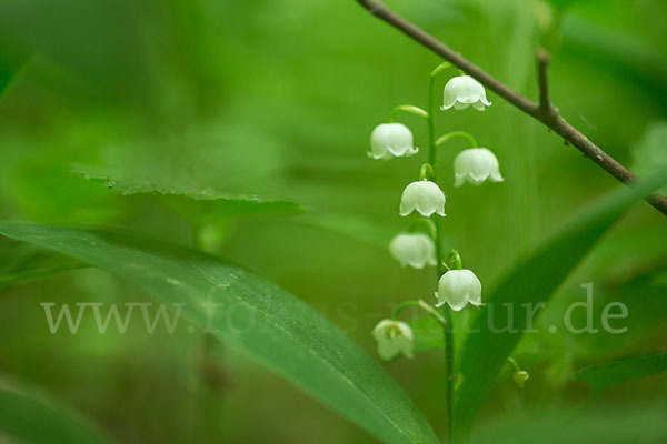 Maiglöckchen (Convallaria majalis)