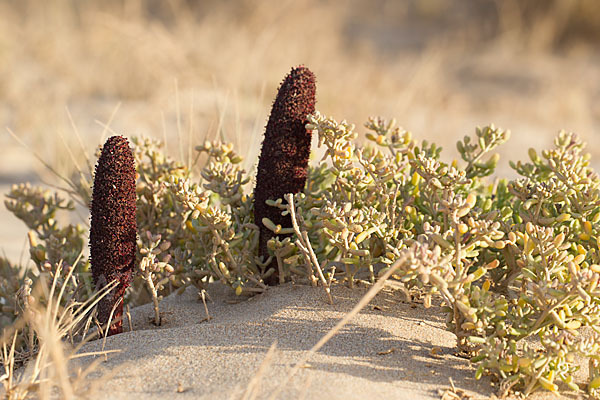 Malteserschwamm (Cynomorium coccineum)