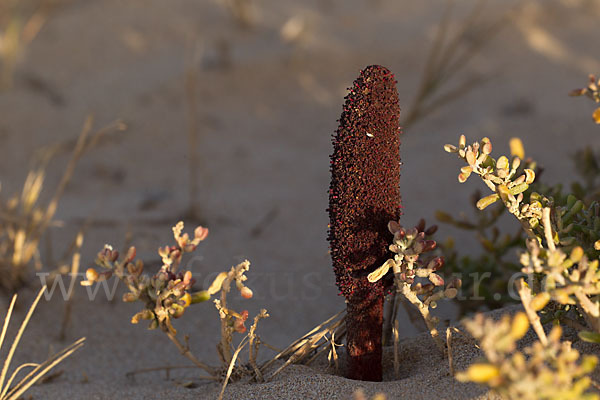 Malteserschwamm (Cynomorium coccineum)