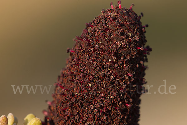 Malteserschwamm (Cynomorium coccineum)