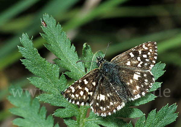 Malven-Dickkopffalter (Carcharodus alceae)