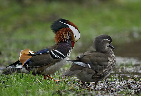 Mandarinente (Aix galericulata)