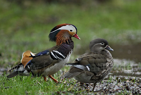 Mandarinente (Aix galericulata)