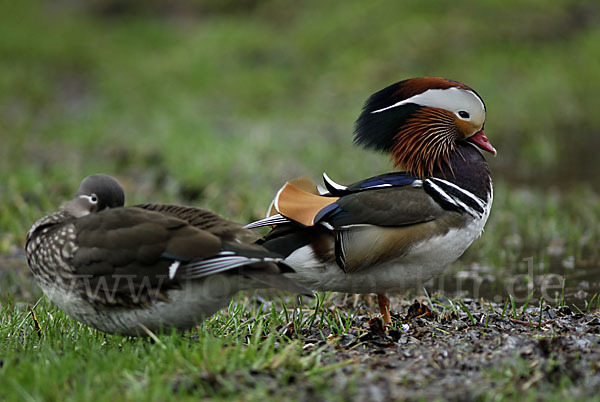 Mandarinente (Aix galericulata)