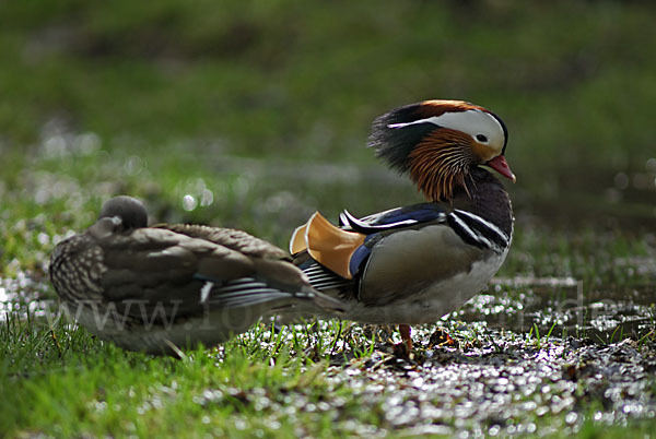 Mandarinente (Aix galericulata)