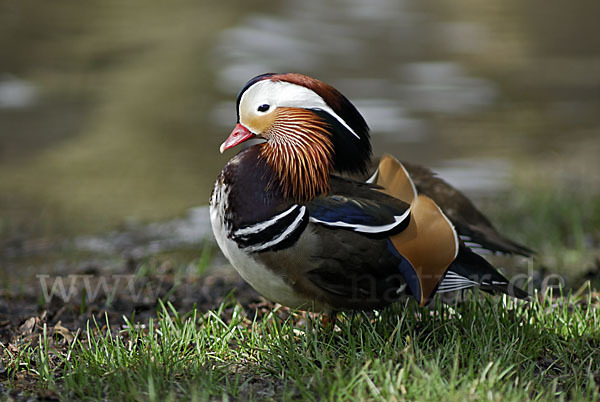 Mandarinente (Aix galericulata)