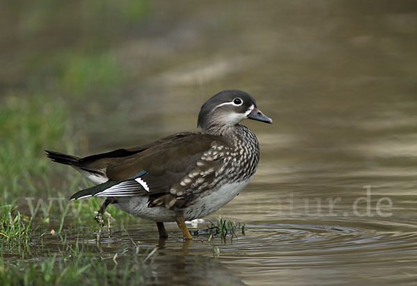 Mandarinente (Aix galericulata)