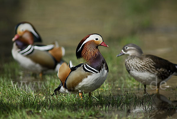 Mandarinente (Aix galericulata)