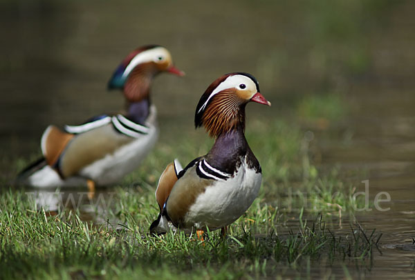 Mandarinente (Aix galericulata)