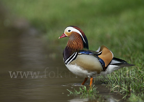 Mandarinente (Aix galericulata)