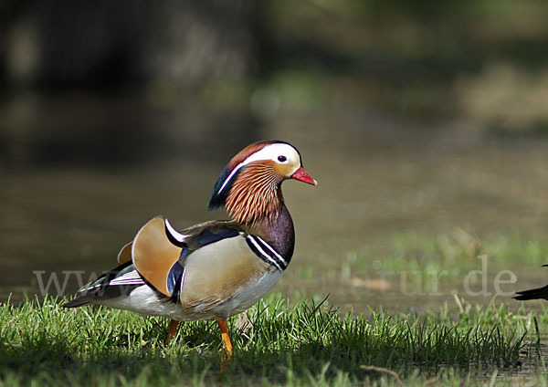 Mandarinente (Aix galericulata)