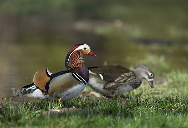 Mandarinente (Aix galericulata)