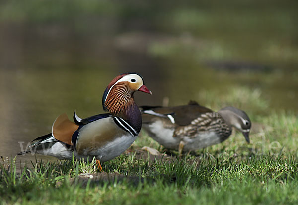 Mandarinente (Aix galericulata)