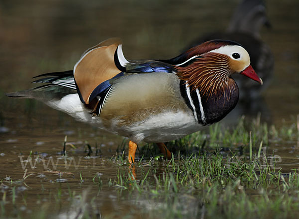 Mandarinente (Aix galericulata)