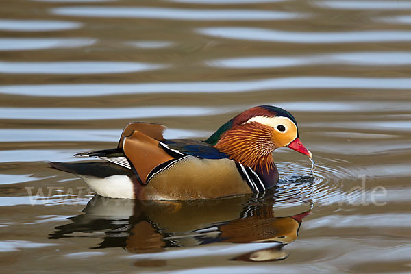 Mandarinente (Aix galericulata)