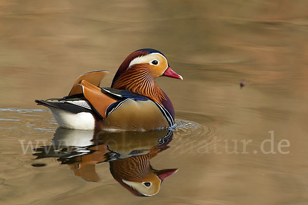 Mandarinente (Aix galericulata)