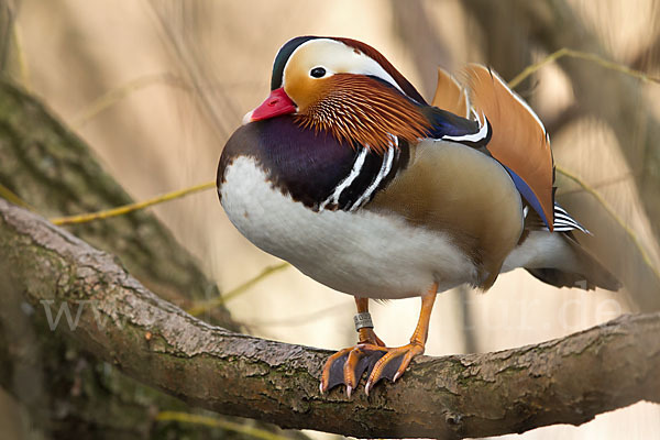 Mandarinente (Aix galericulata)