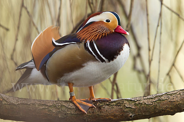 Mandarinente (Aix galericulata)