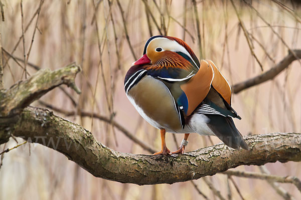 Mandarinente (Aix galericulata)