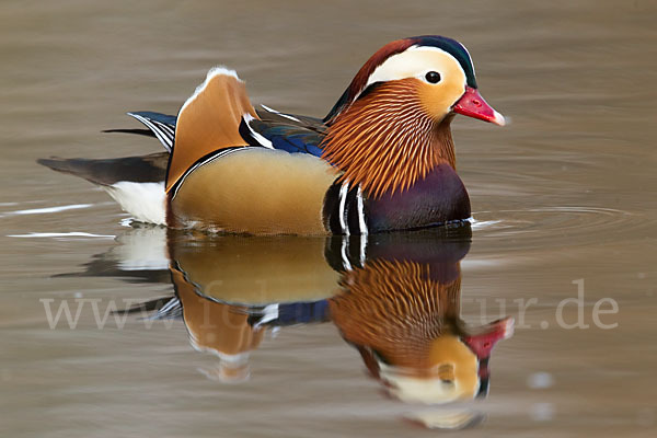 Mandarinente (Aix galericulata)