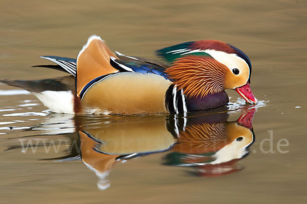 Mandarinente (Aix galericulata)