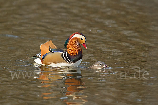 Mandarinente (Aix galericulata)