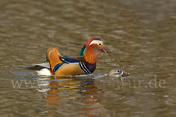 Mandarinente (Aix galericulata)