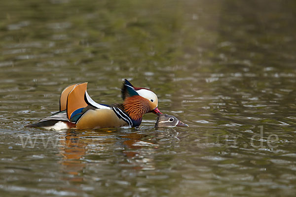 Mandarinente (Aix galericulata)