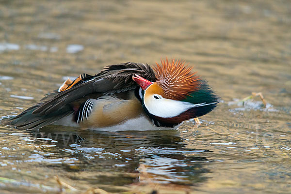 Mandarinente (Aix galericulata)