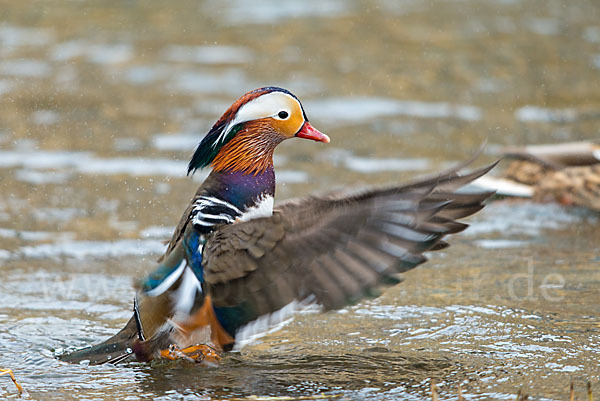 Mandarinente (Aix galericulata)