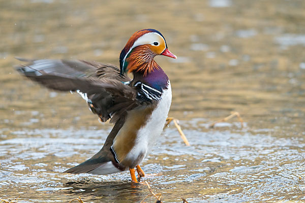 Mandarinente (Aix galericulata)