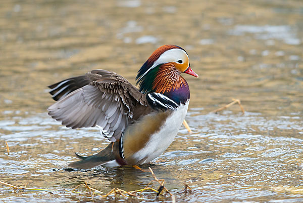 Mandarinente (Aix galericulata)