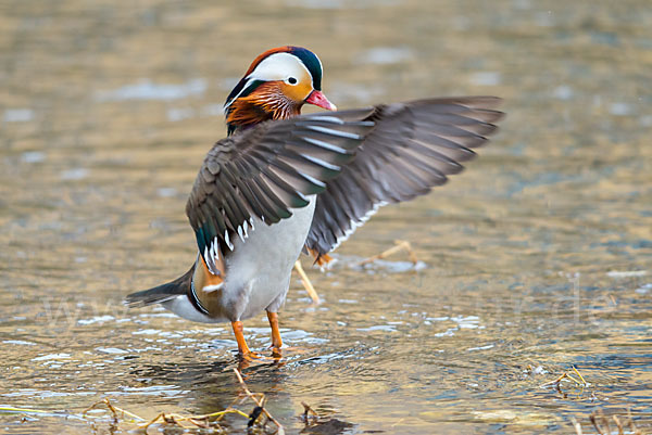 Mandarinente (Aix galericulata)