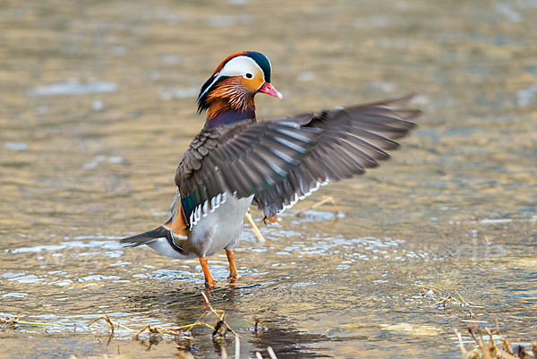 Mandarinente (Aix galericulata)